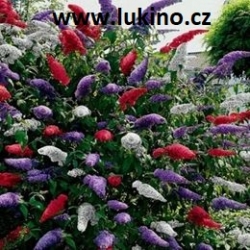 Buddleia davidii - Komule Davidova,motýli keř
