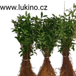 Ptačí zob Atrovirens 100ks 20-40cm