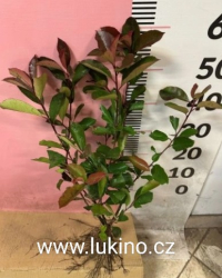 Blýskavka Fraserova(Red Robin)40-60cm