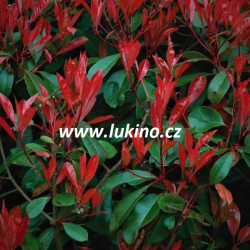 Blýskavka Fraserova(Red Robin)40-60cm